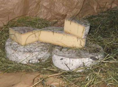 tomme au foin à Villers-sur-Auchy dans l'Oise